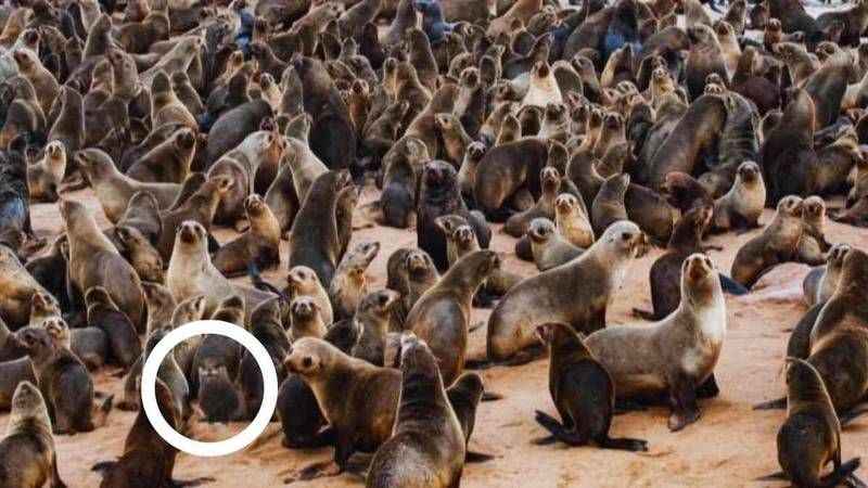 10 kişiye sorduk 9’u bildi! Su samurunu siz de gördünüz mü?